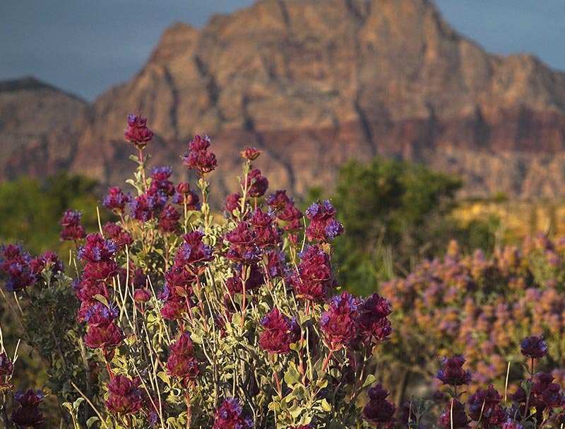 Red Rock Canyon NCA